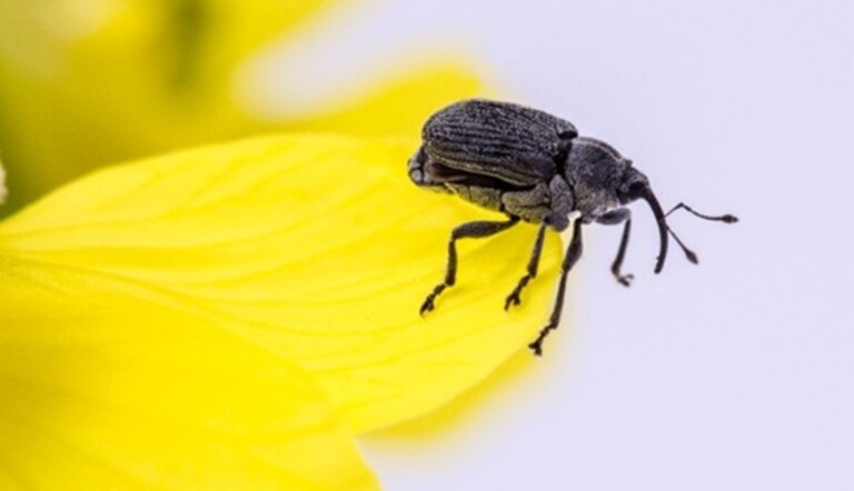 Cabbage seed pod weevil