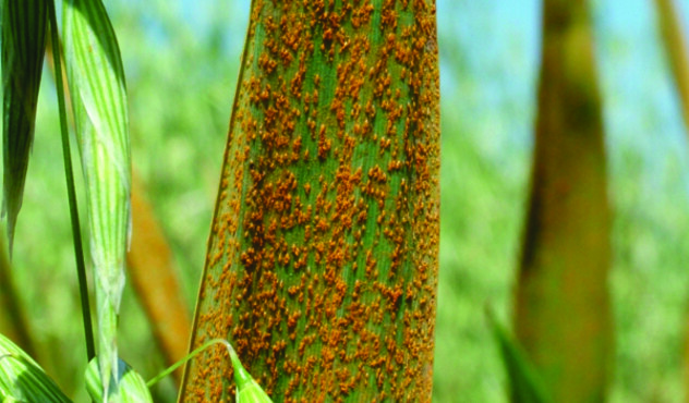 Crown Rust