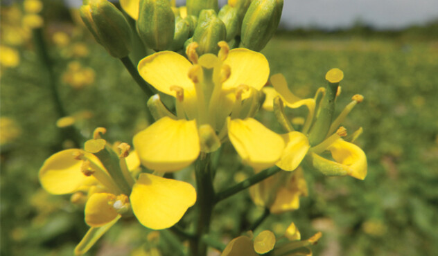 Volunteer Canola