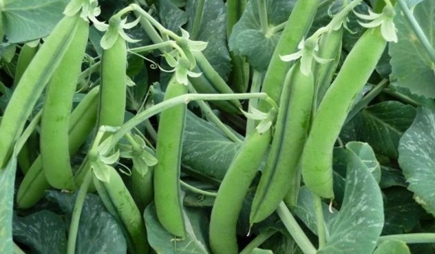 Peas
