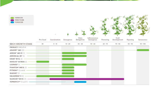 Pea Growth Stages Pea Growth Stages