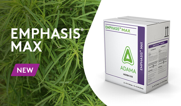 emphasis max box with kochia background