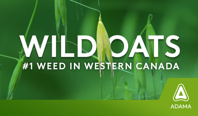 Wild oats text with wild oats in the background