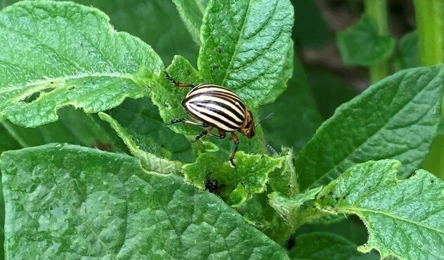 colorado potato beetle