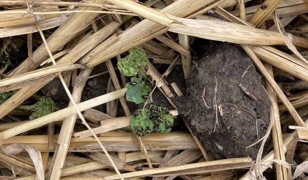 Flea Beetle Image