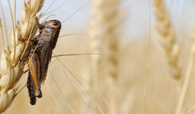 grasshopper