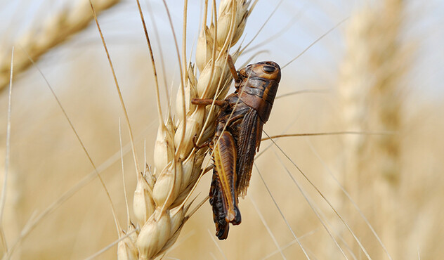 Grasshopper - Melanoplus spp.