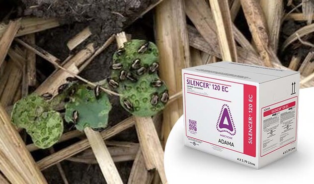 Flea Beetle and Box of SILENCER Insecticide