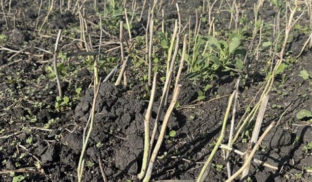 Canola Stubble with Weeds