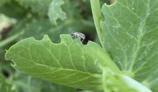 pea leaf weevil
