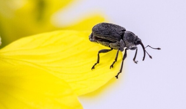 Cabbage seed pod weevil