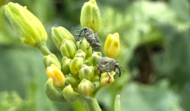 Cabbage seedpod weevil 
