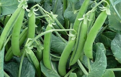 Peas