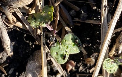 Flea Beetle