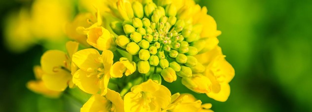 Flowering Canola