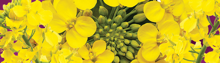 Canola