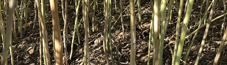 Verticillium Stripe