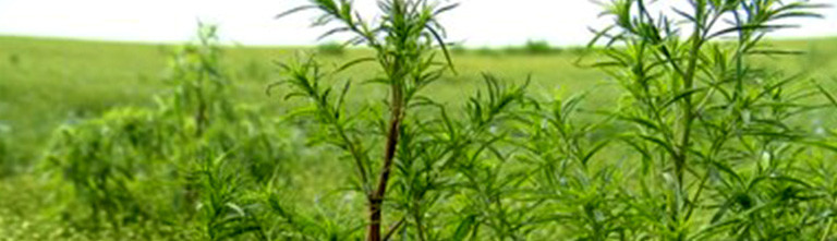 kochia plant