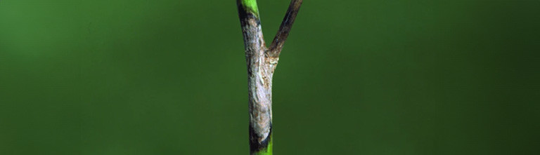 Image showing Sclerotinia 