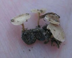 Apothecia