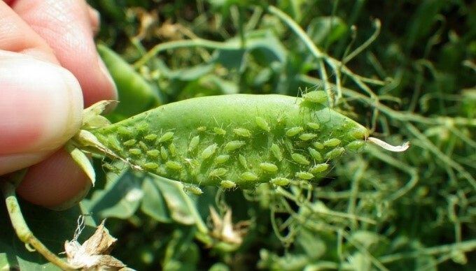 Aphids2.jpg