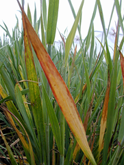 Aphids3.png
