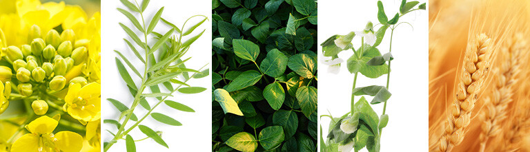 Line up of 5 different crops 