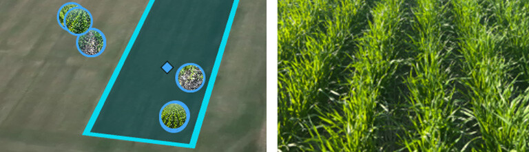 trial plot image 