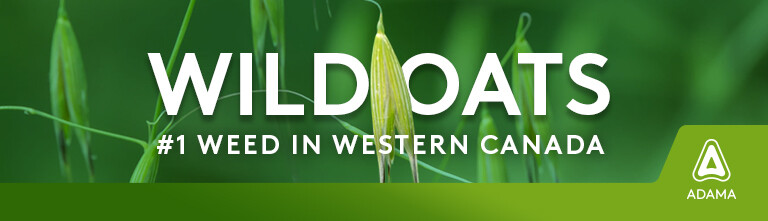 Wild oats text on green background with adama logo in right corner