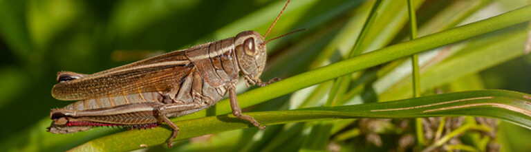 A grasshopper on a green stem.