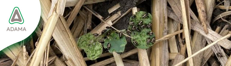 bugs on leaves.
