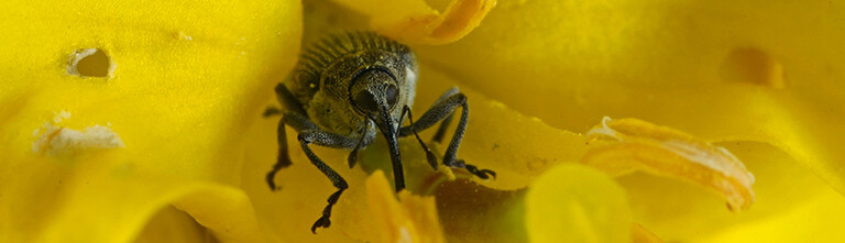 Cabbage Seedpod Weevil on Canola Flower