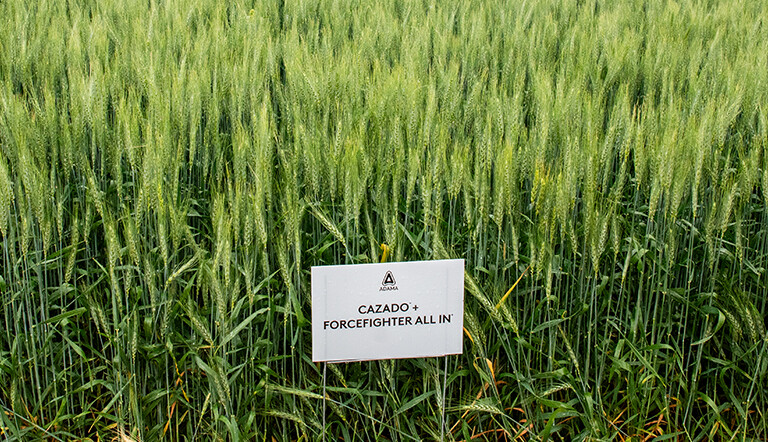 Canola-Untreated-Glufosinate-Aug
