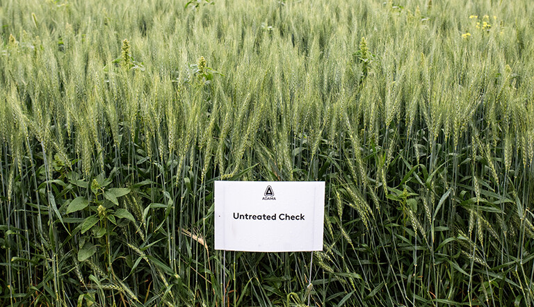 Untreated-Spring-Wheat
