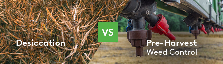 Dessication vs Pre-Harvest Weed Control