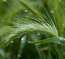 Barley