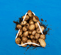 Potato Solutions