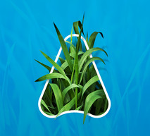 Wheat Web Banner