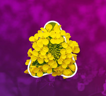 Canola Web Banner