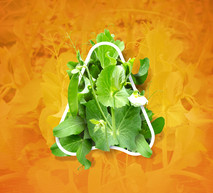Pea Web Banner