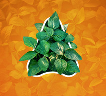2024 Soybean web image