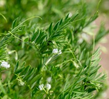 lentils