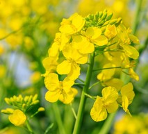 canola