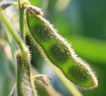 Soybean pod