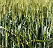 wheat