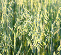 Oats
