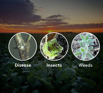 Pest Profile