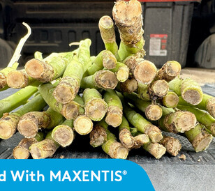 Treated with MAXENTIS