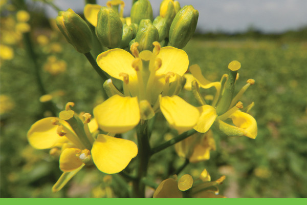 Volunteer Canola