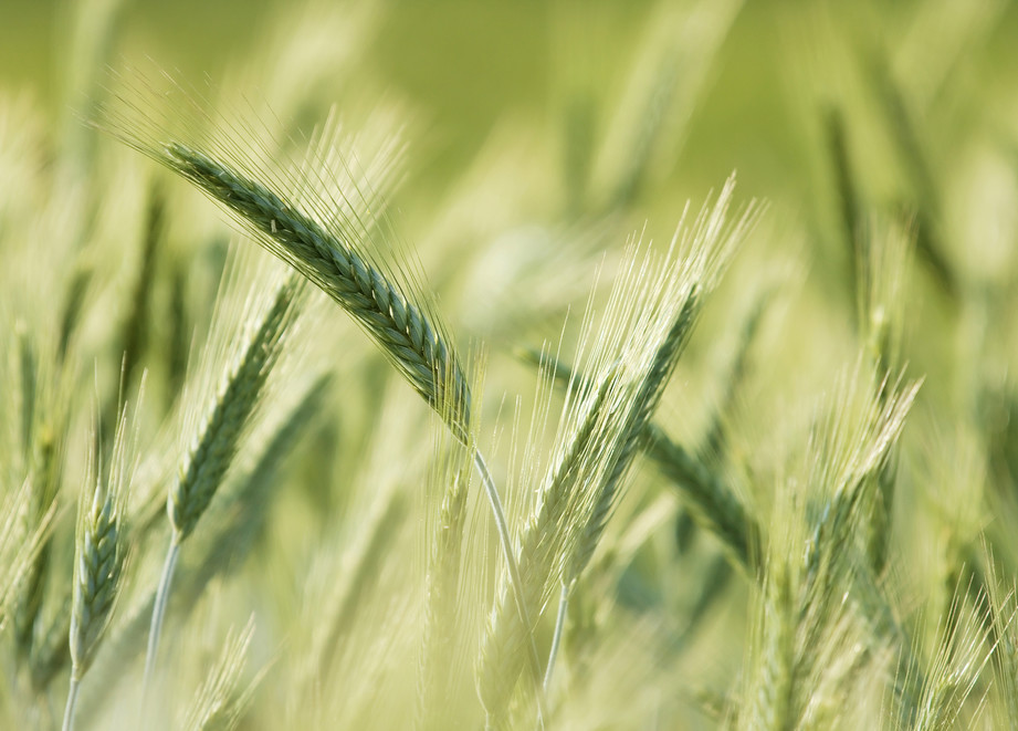 Wheat